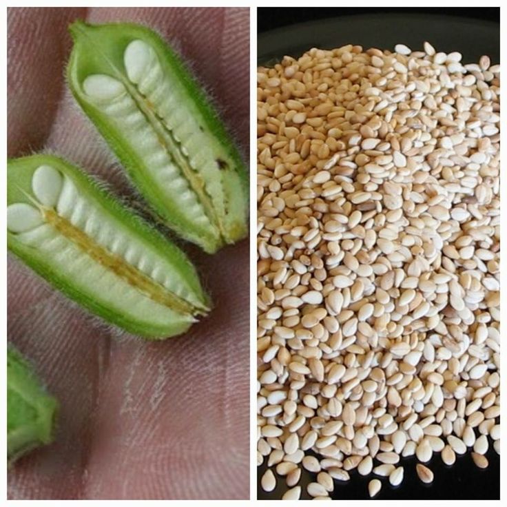 Sesame Quality Control